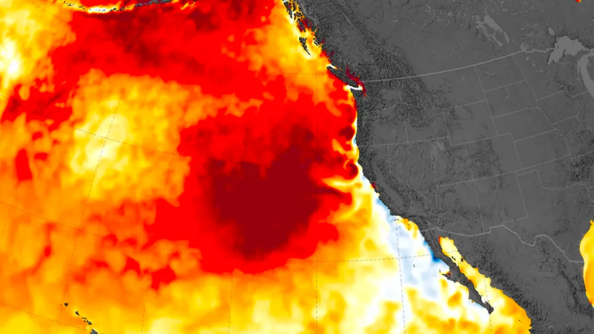 Aquecimento Marinho e Tubarões Brancos Aumentam Atividade no Sul da Califórnia