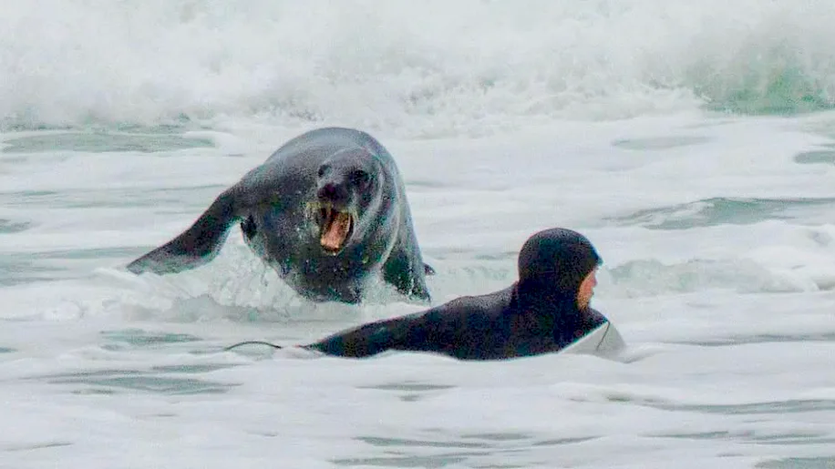 Leões-marinhos expulsam surfistas em praia da Nova Zelândia